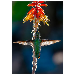 Hummingbird feeding on a red flower with a blurred background. Fine Art Greeting Card by Will Davis Studios Photo by Matt Punches