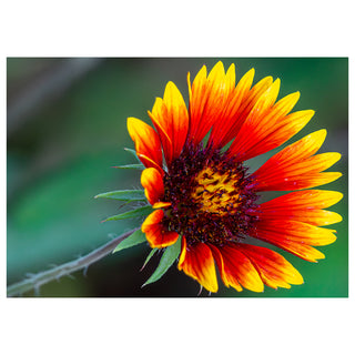 Close-up of a red and yellow flower with a blurred green background. Fine Art Greeting Card by Will Davis Studios Photo by Matt Punches