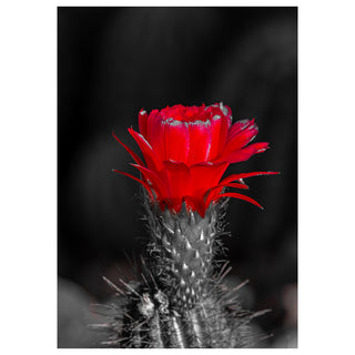 Red cactus flower with a black and white background. Fine Art Greeting Card by Will Davis Studios Photo by Matt Punches