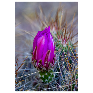 Close-up of a purple cactus flower bud with a blurred background. Fine Art Greeting Card By Will Davis Studios Photo by Matt Punches