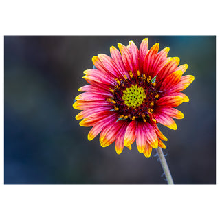 Close-up of a pink and yellow flower with a blurred background. Fine Art Greeting Card By Will Davis Studios Photo by Matt Punches