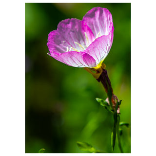 Close-up of a pink flower with a blurred green background. Fine Art Greeting Card By Will Davis Studios Photo by Matt Punches