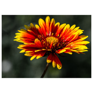 Close-up of a vibrant red and yellow flower against a dark background. Fine Art Greeting Card By Will Davis Studios Photo by Matt Punches