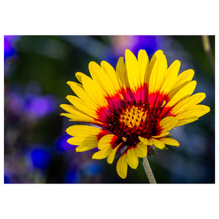 Close-up of a yellow flower with a red center on a blurred background. Fine Art Greeting Card By Will Davis Studios Photo by Matt Punches
