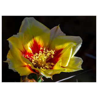Close-up of a yellow and red flower with a dark background. Fine Art Greeting Card By Will Davis Studios Photo by Matt Punches