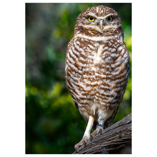 Owl perched on a branch with a blurred green background. Fine Art Greeting Card By Will Davis Studios Photo by Matt Punches