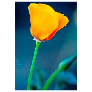 Single California Poppy flower with a blue background. Fine Art Greeting Card By Will Davis Studios Photo by Matt Punches