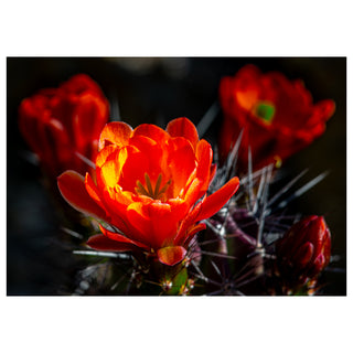 Close-up of a vibrant red cactus flower with a blurred background. Fine Art Greeting Card By Will Davis Studios Photo by Matt Punches