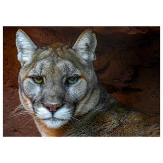 Close-up of a mountain lion's face with a rocky background. Fine Art Greeting Card By Will Davis Studios Photo by Matt Punches