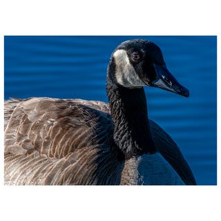Canadian goose with a blue water background. Fine Art Greeting Card By Will Davis Studios Photo by Matt Punches