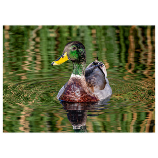 Duck swimming on a calm body of water with green reflections. Fine Art Greeting Card By Will Davis Studios Photo by Matt Punches