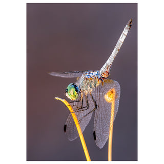 Dragonfly perched on a plant with a blurred background. Fine Art Greeting Card By Will Davis Studios Photo by Matt Punches