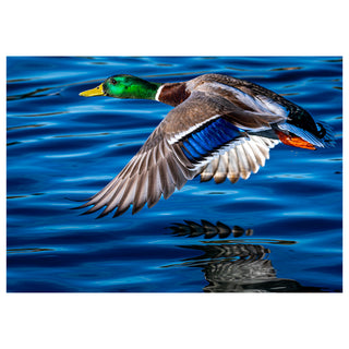 Duck flying over water with a blue background. Fine Art Greeting Card By Will Davis Studios Photo by Matt Punches