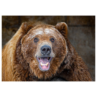 Brown bear with a snowy face against a blurred natural background. Fine Art Greeting Card By Will Davis Studios Photo by Matt Punches