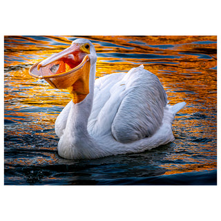 White pelican with open beak on water reflecting orange and blue colors. Fine Art Greeting Card By Will Davis Studios Photo by Matt Punches