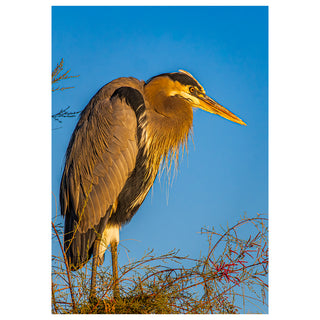 Great blue heron standing on a branch against a clear blue sky. Fine Art Greeting Card By Will Davis Studios Photo by Matt Punches