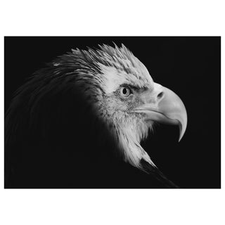 Black and white image of a bald eagle's head on a black background. Fine Art Greeting Card By Will Davis Studios Photo by Matt Punches