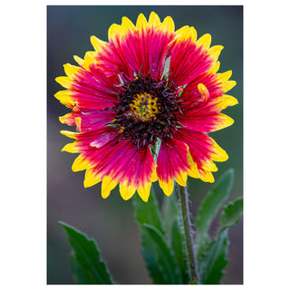 Close-up of a vibrant red and yellow flower with a blurred background. Fine Art Greeting Card By Will Davis Studios Photo by Matt Punches