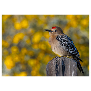 Gila Woodpecker perched on a log with a blurred yellow and green background. Fine Art Greeting Card By Will Davis Studios Photo by Matt Punches