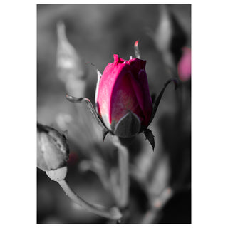Close-up of a pink rose bud with a blurred black and white background. Fine Art Greeting Card By Will Davis Studios Photo by Matt Punches