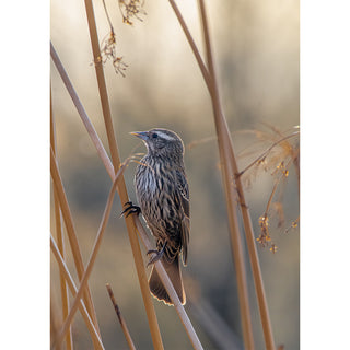 Sparrow perched on a reed with a blurred natural background. Fine Art Greeting Card By Will Davis Studios Photo by Matt Punches