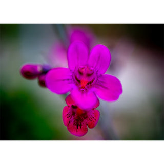Close-up of a vibrant pink flower with a blurred background. Fine Art Greeting Card By Will Davis Studios Photo by Matt Punches