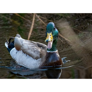 Duck swimming in water with a blurred natural background. Fine Art Greeting Card By Will Davis Studios Photo by Matt Punches