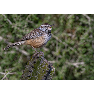 Cactus Wren perched on a cactus with a blurred natural background. Fine Art Greeting Card By Will Davis Studios Photo by Matt Punches