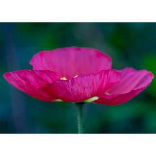 Close-up of a pink flower with a blurred green background. Fine Art Greeting Card by Will Davis Studios Photo by Matt Punches