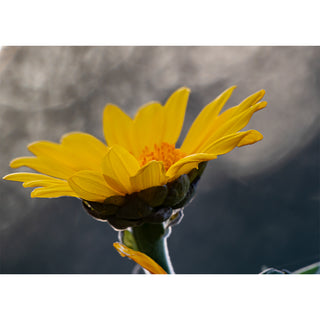 Close-up of a yellow flower with a blurred background