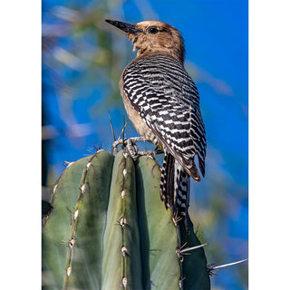 Gila Woodpecker perched on a cactus with a blue sky background