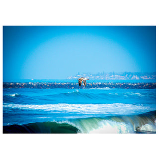 Seagull flying over a large body of water with a clear blue sky. Fine Art Greeting Card by Will Davis Studios Photo by Matt Punches