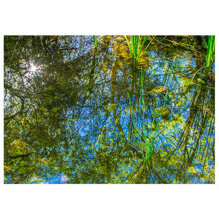 Reflection of trees and sky in a pond with sunlight filtering through.