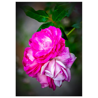 Close-up of a pink and white rose with green leaves on a blurred background
