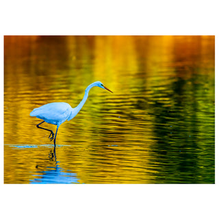 White egret standing in water at Sunrise on a Desert Lake. Fine Art Greeting Card by Will Davis Studios Photo by Matt Punches