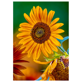 Close-up of a sunflower with a bee on a green background