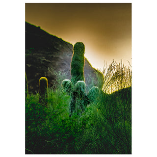 Cactus plants in a desert landscape with a mountain and sunset. Fine Art Greeting Card By Will Davis Studios Photo by Matt Punches
