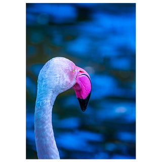 Close-up of a flamingo with a blurred blue background