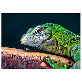 Green lizard on a wooden branch with a dark background. Fine Art Greeting Card by Will Davis Studios Photo by Matt Punches