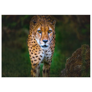 Cheetah walking through a natural setting with greenery. Fine Art Greeting Card By Will Davis Studios Photo by Matt Punches