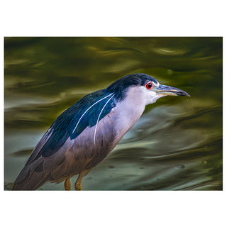 Bird standing on a reflective water surface with green and brown hues