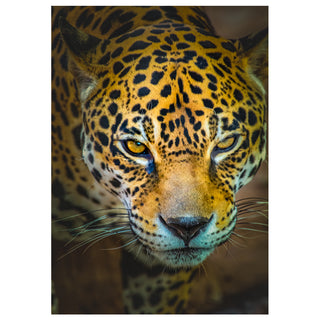 Close-up of a Jaguar's face with a blurred background