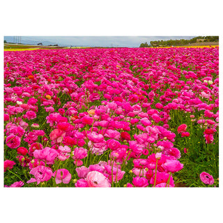Field of pink flowers with a clear sky. Fine Art Greeting Card by Will Davis Studios Photo by Matt Punches

