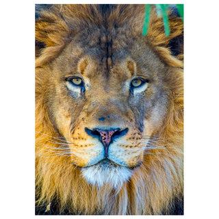 Close-up of a lion's face with a blurred background. Fine Art Greeting Card by Will Davis Studios Photo by Matt Punches
