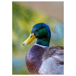 Close-up of a duck with a blurred natural background