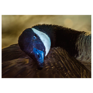 Close-up of a goose with a blurred natural background