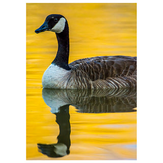 Canadian goose on a reflective water surface with a yellowish-brown background. Fine Art Greeting Card By Will Davis Studios Photo by Matt Punches