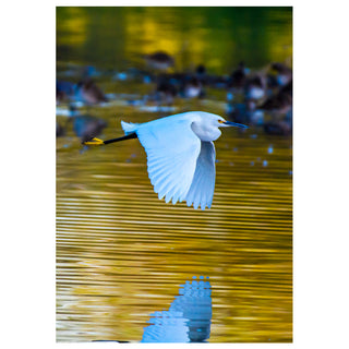 White egret flying over a body of water with blurred background
