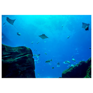 Underwater scene with fish and a manta ray swimming near rocky formations.
