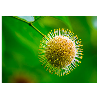 Close-up of a round, yellow flower bud with green leaves in the background